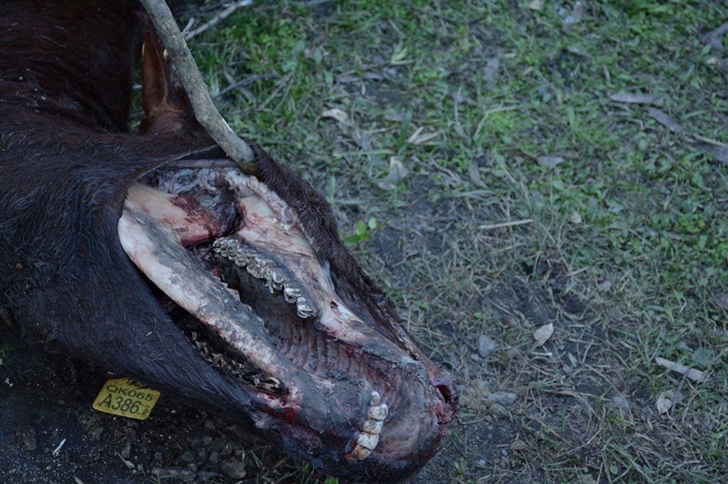 Descubren al verdadero “chupacabras” en un campo bonaerense