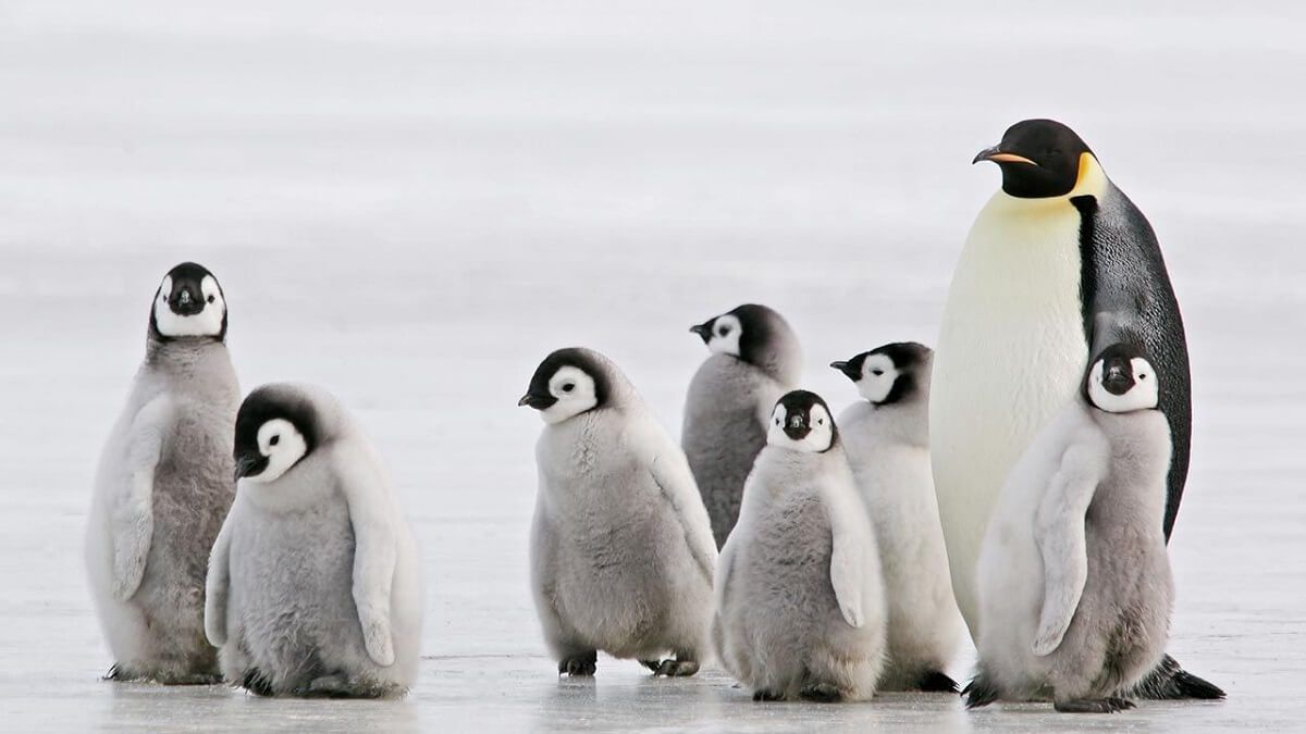 ESOS SEÑORES BAJITOS y de traje: lo que debes saber sobre los simpáticos pingüinos