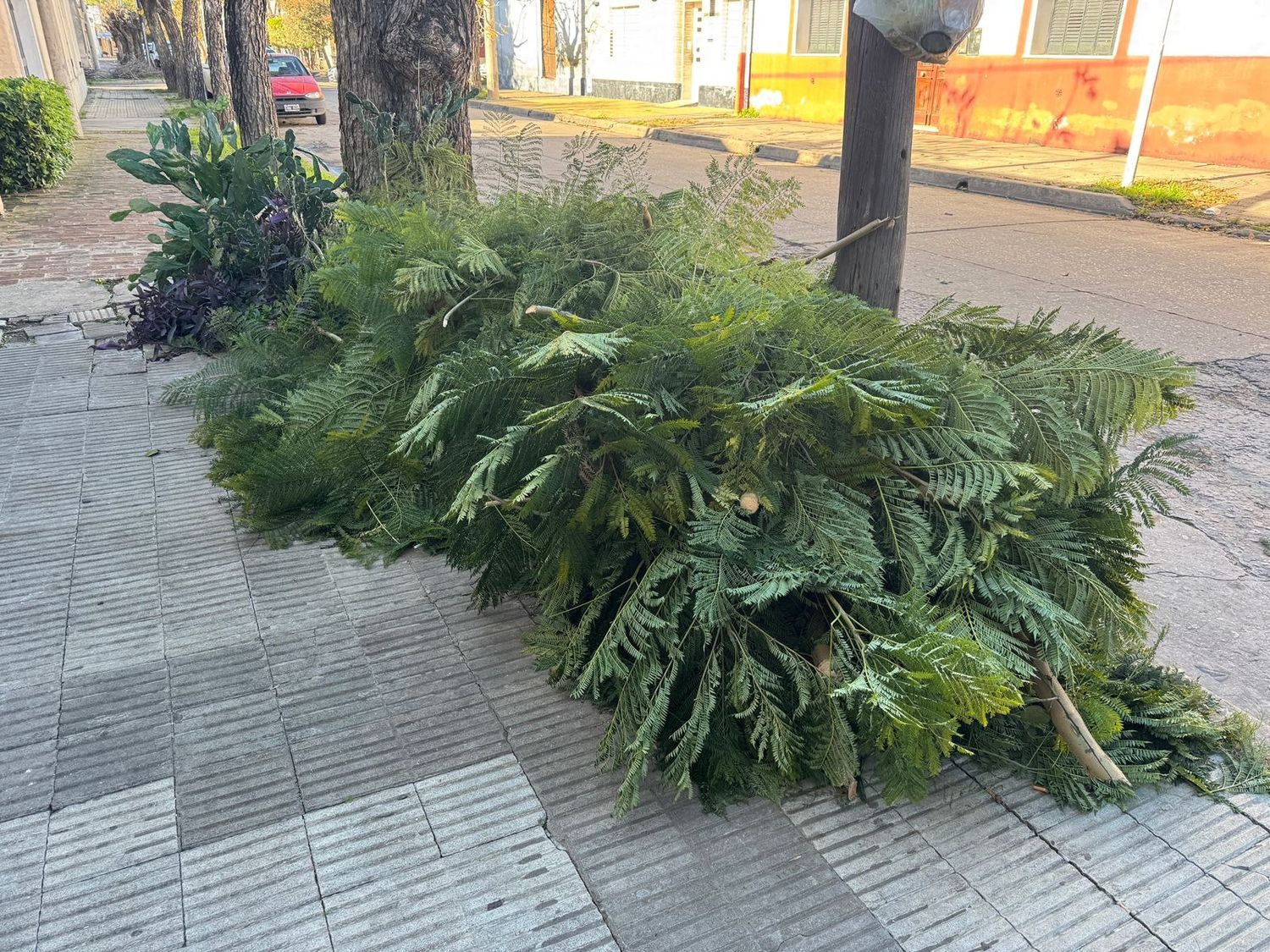 Ramas sobre la vereda entre Belgrano e Ituzaingó