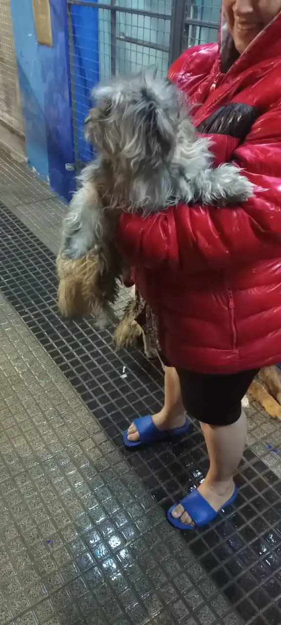 Bomberos Voluntarios de Frontera salvan la vida de un perro atrapado en incendio - 2