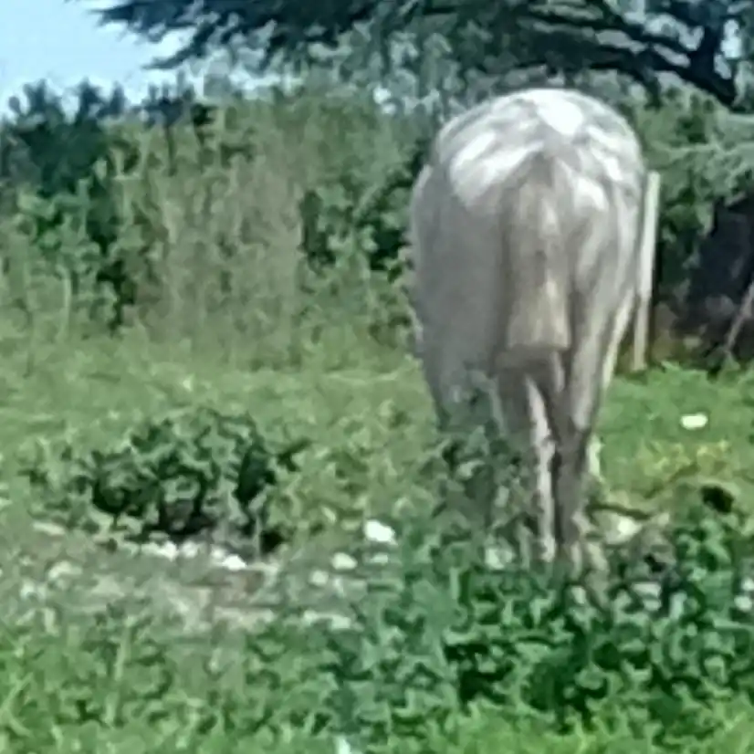 La Tosquera: reclamos por un caballo lastimado y atado en un descampado