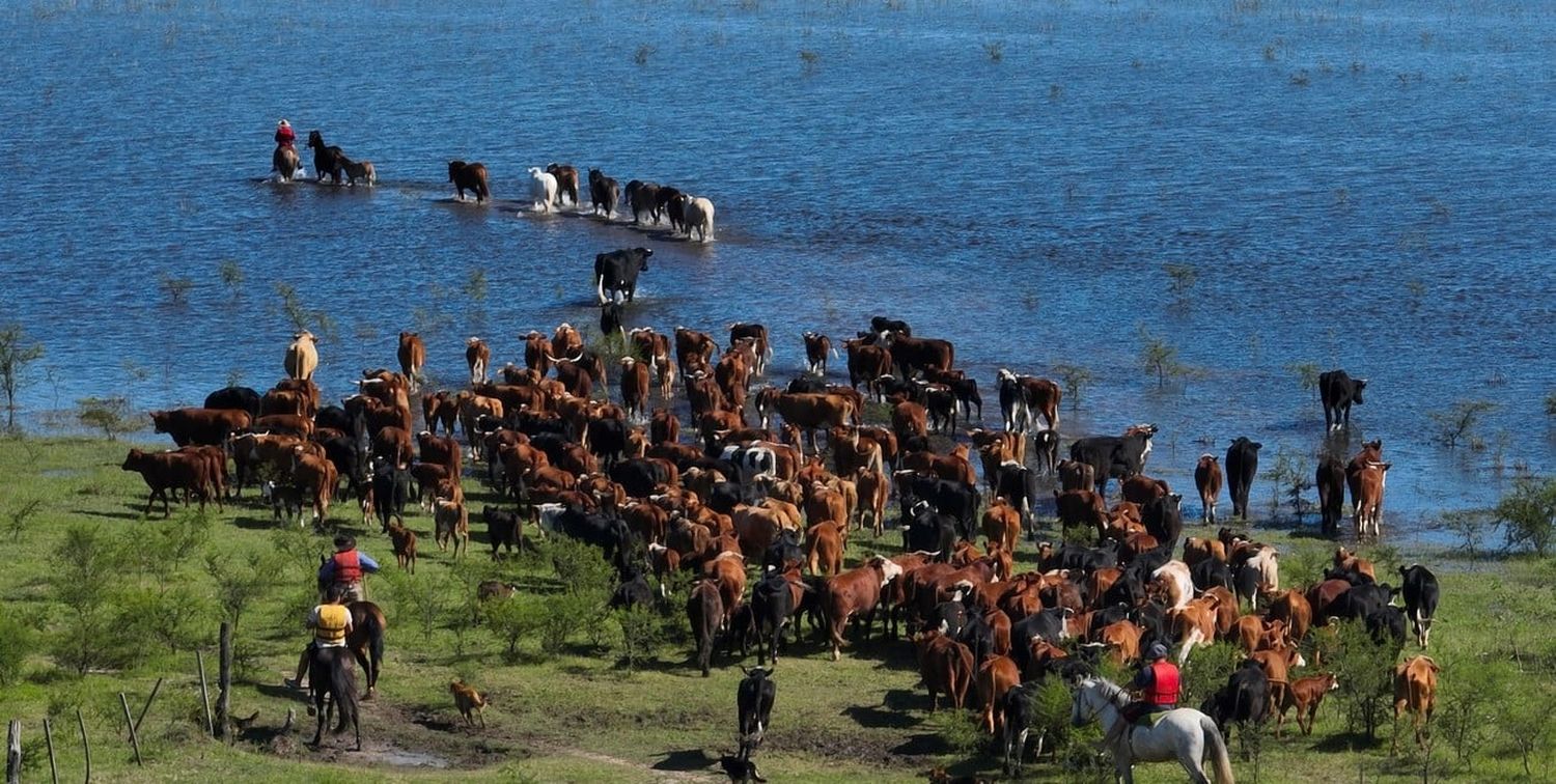 Cae el consumo de carne bovina a la par de la producción ganadera