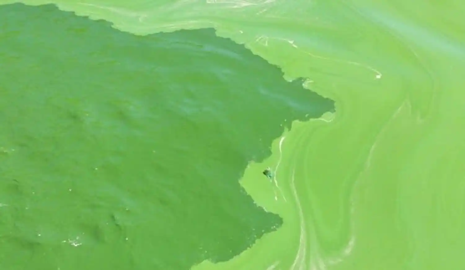 Cianobacterias: Alerta Naranja para Berisso y Ensenada