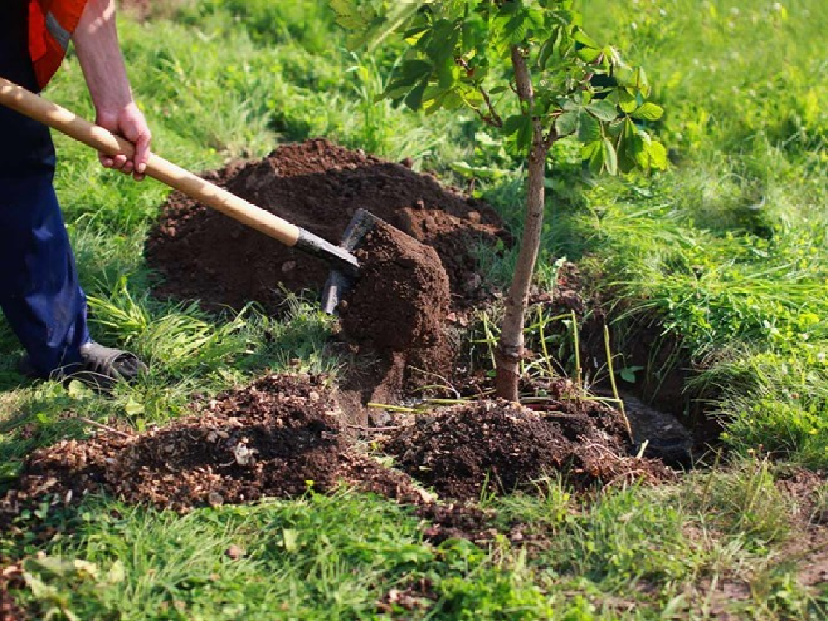 El municipio plantará más de 2.000 árboles antes de fin de año