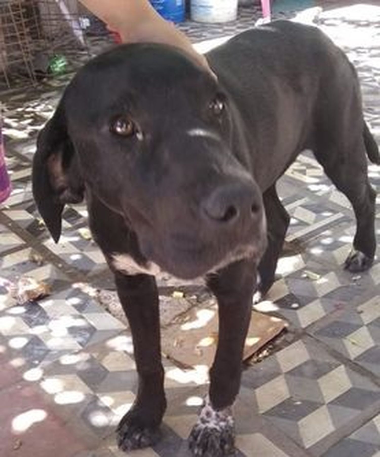 Perro encontrado