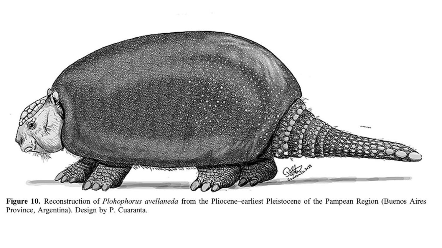 El Plohophorus avellaneda es un armadillo prehistórico que habitó hace más de 2 millones de años en la zona de la provincia de Buenos Aires. FOTO: Ilustración Pedro Cuaranta.