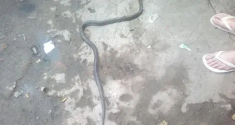 Una víbora en el barrio