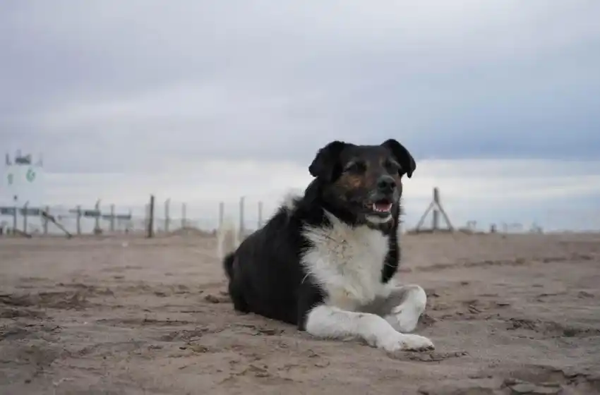 Nuevo cronograma de los quirófanos móviles para animales