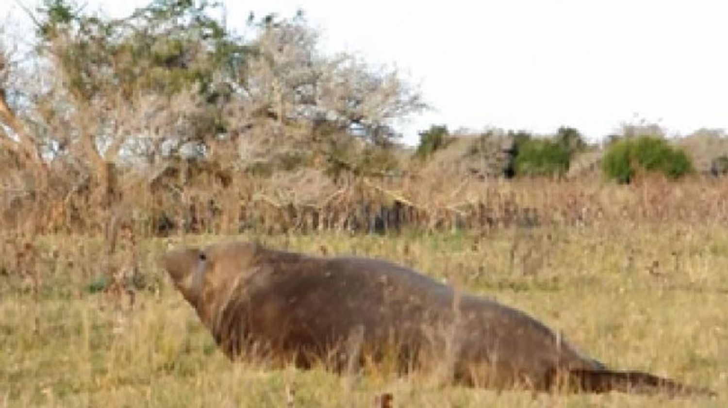 Insólito: Encontraron un lobo marino en un campo de  Punta Piedras