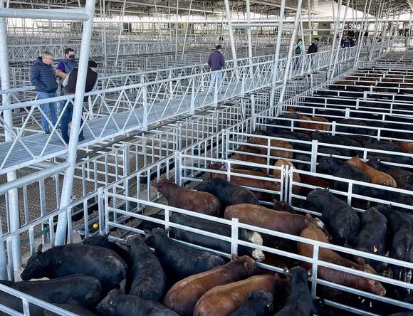 Fuerte reducción en el precio de la hacienda por caída de la demanda