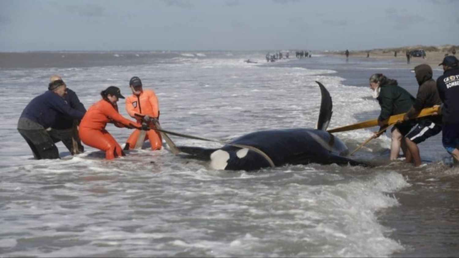 animales marinos