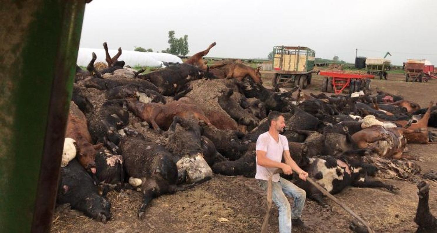 Mil vacas murieron por el calor extremo en el sur provincial