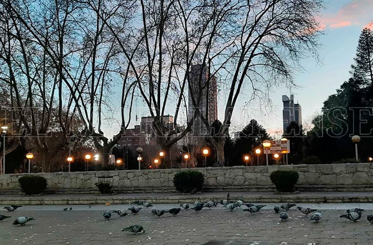 Los vecinos de "La Feliz" han notado un aumento en la población de estas aves que además de invadir los balcones, ensucian la ciudad.