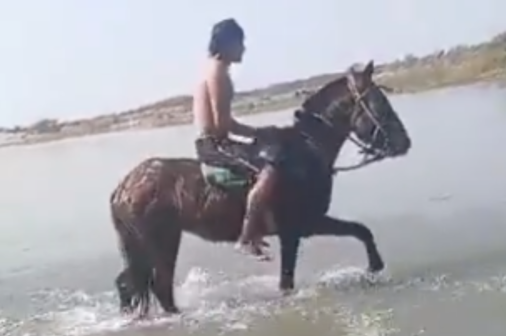 Personal de Fauna, acudió al lugar y encontró el cuerpo del caballo.