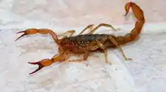 Un niño murió tras ser picado por un alacrán en Santa Fe