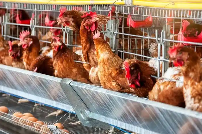 Crece la producción y el consumo de carne