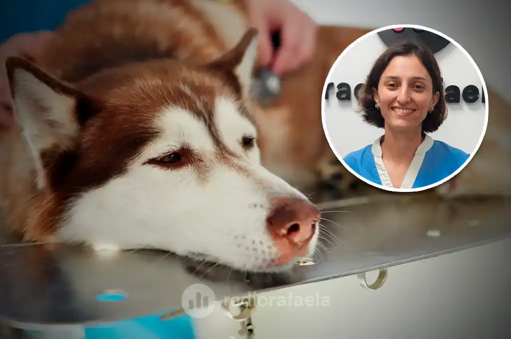 Alerta por brote de moquillo en Rafaela: “Se puede prevenir con vacunación”