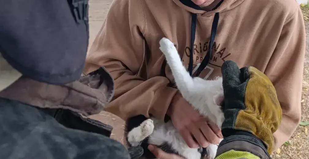 Otra vez, los Bomberos al rescate: salvaron a un gato atrapado en la copa de un árbol en Rafaela