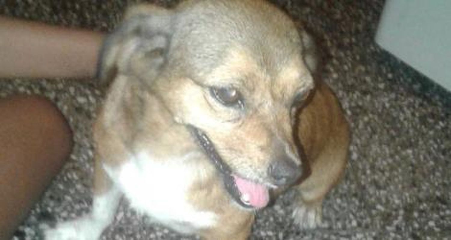 Mascota encontrada