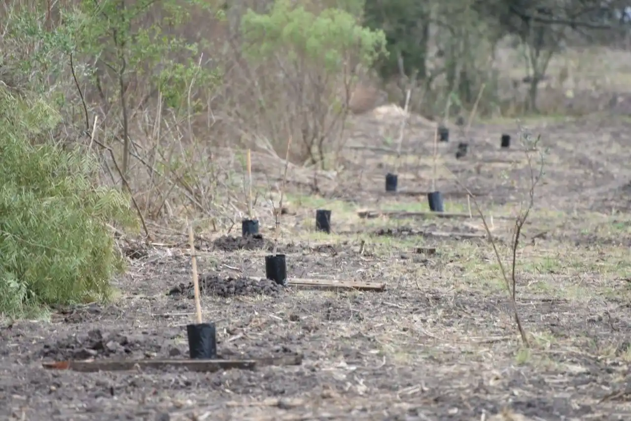 Proponen forestar las márgenes de las rutas provinciales con especies nativas