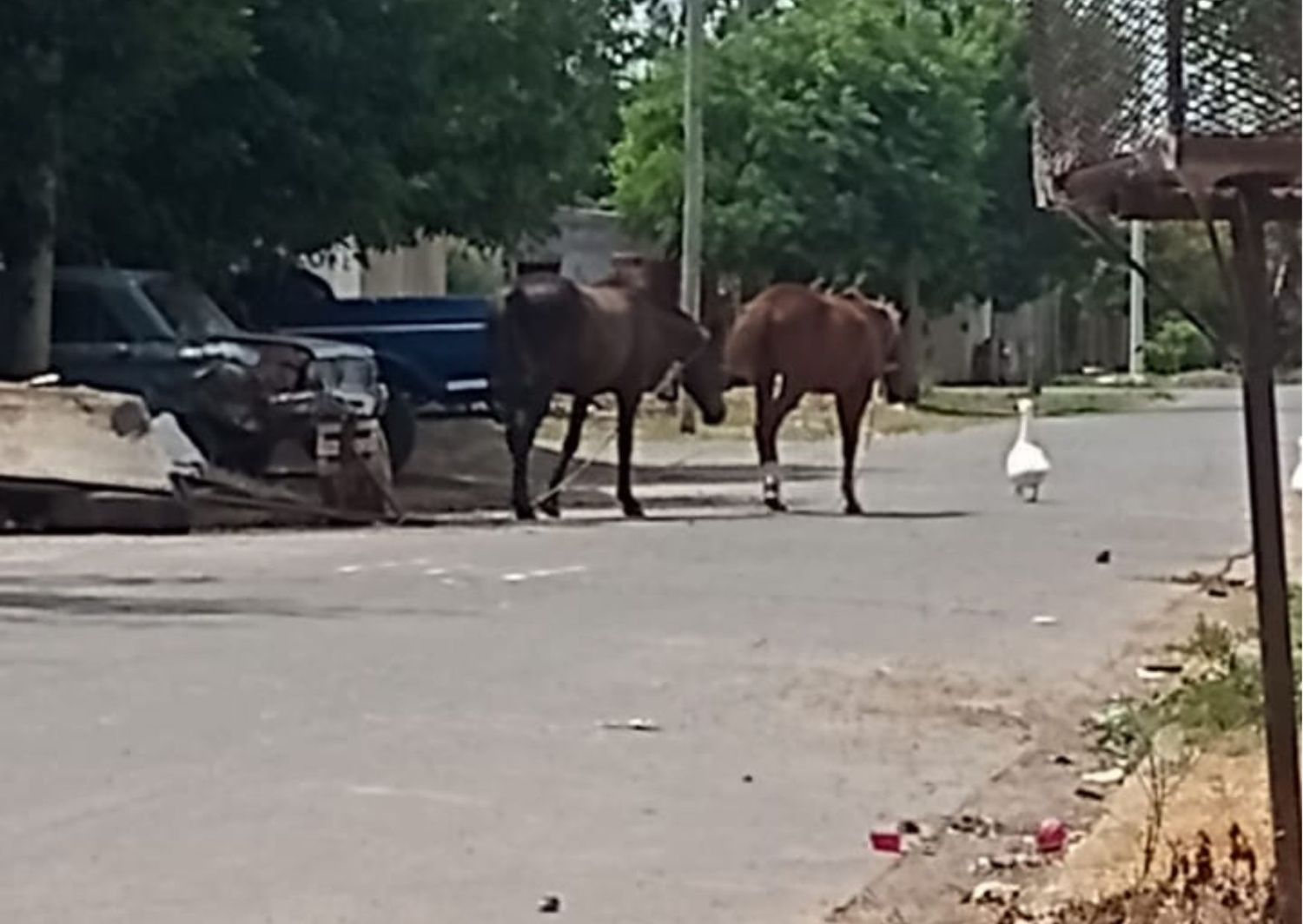 Caballos sueltos en calle Brenan