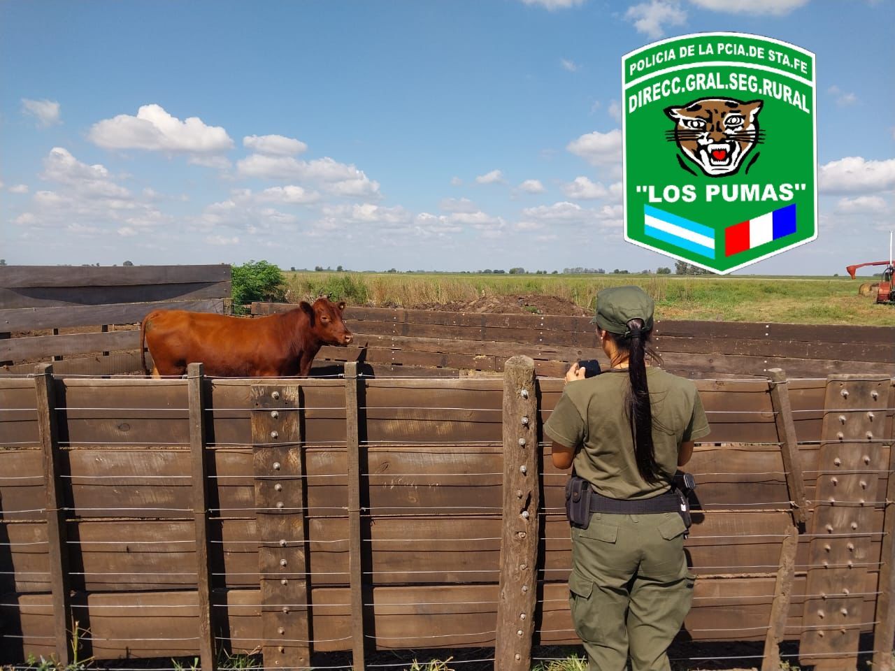 Animal incautado