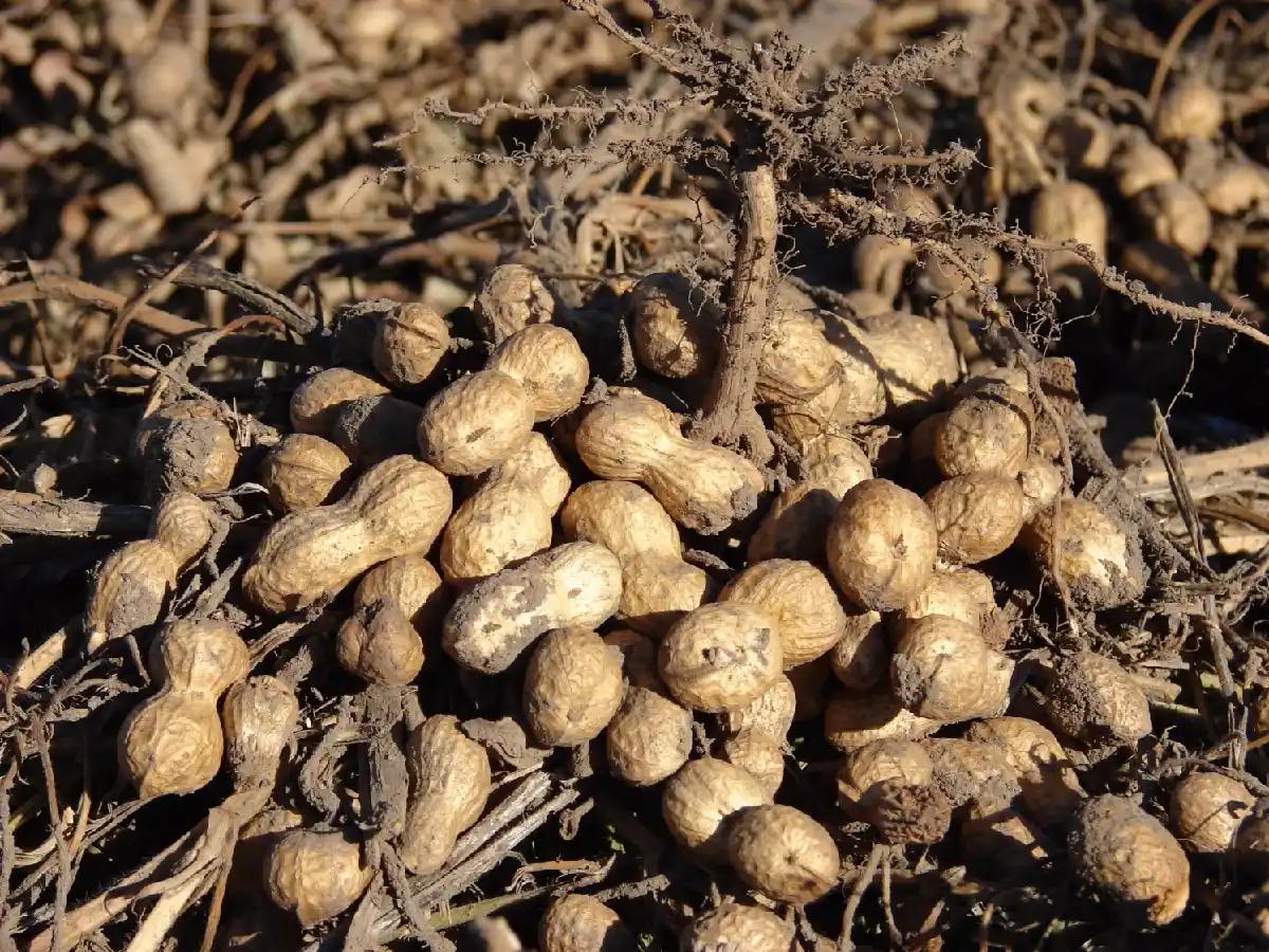 El maní será el cultivo que más crecerá en la próxima década