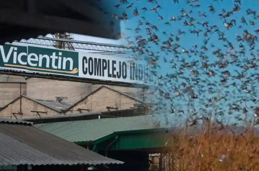 Una senadora vinculó a la agroexportadora Vicentín con la plaga de langostas en el norte de la provincia