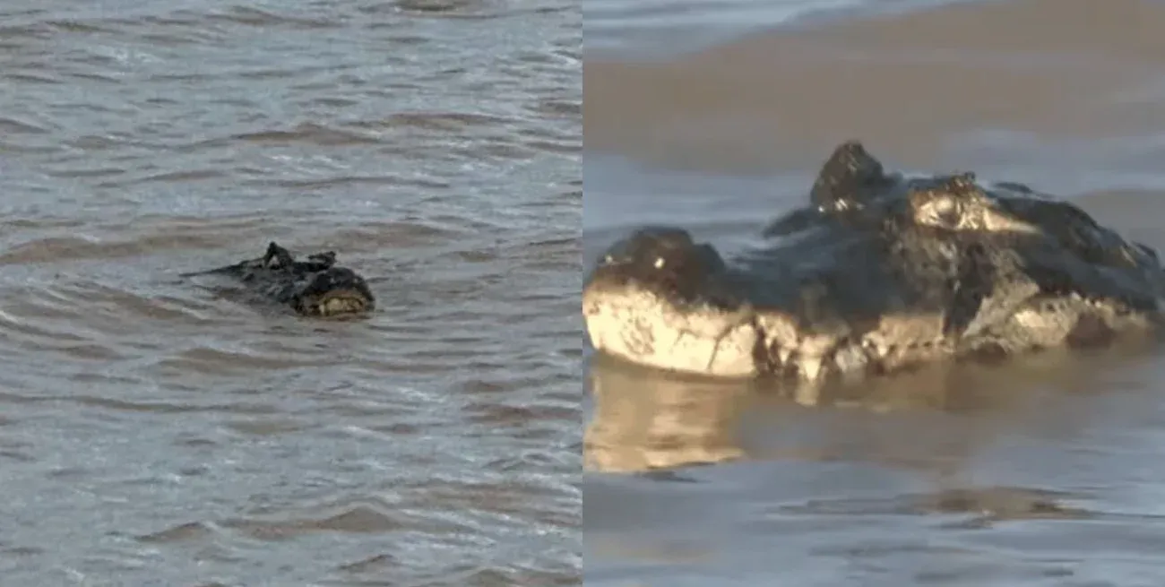 Un yacaré de dos metros apareció en un balneario santafesino y sorprendió a los bañistas