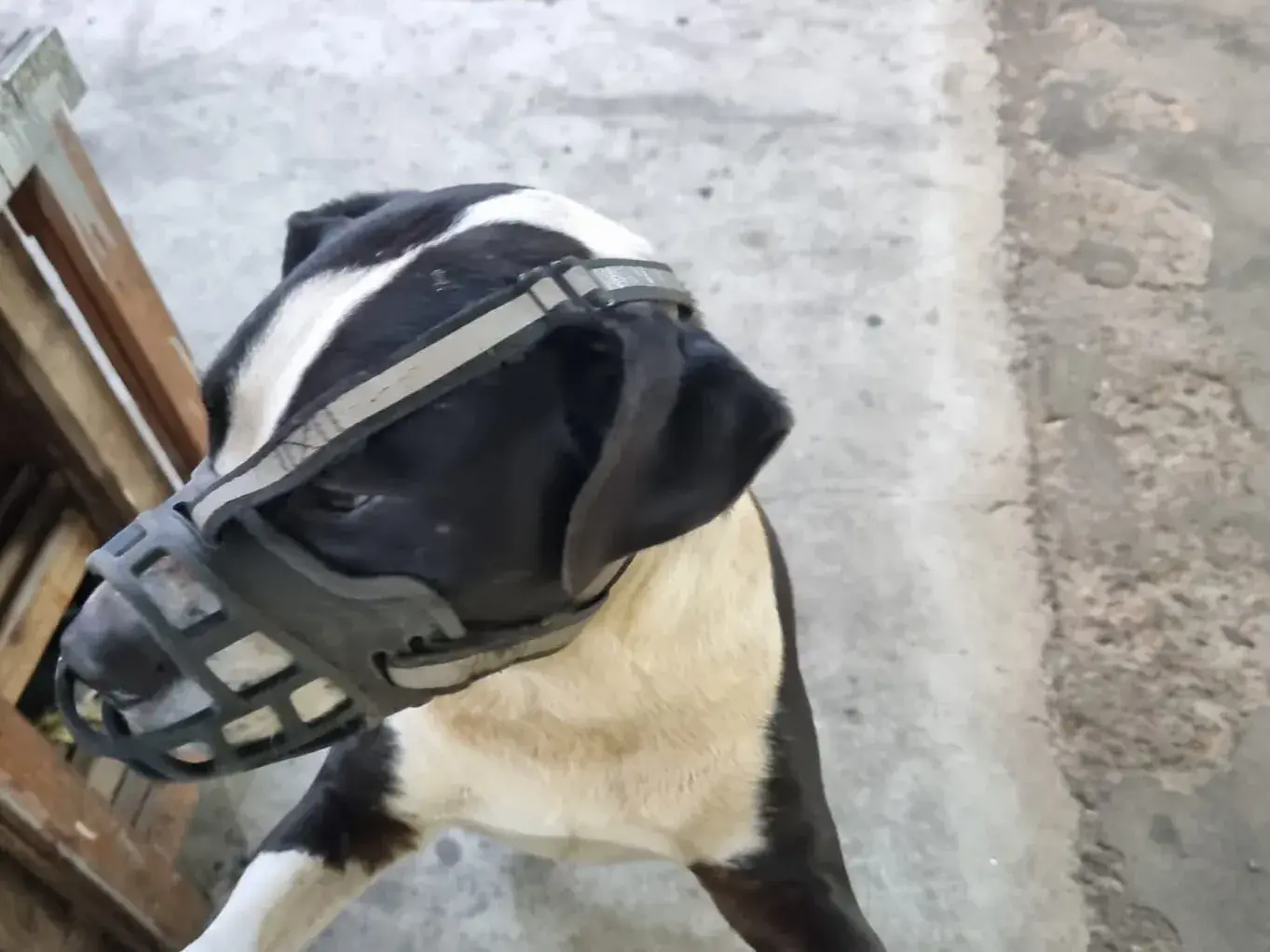 Rafaela: buscan al dueño de un pitbull hallado en la vía pública