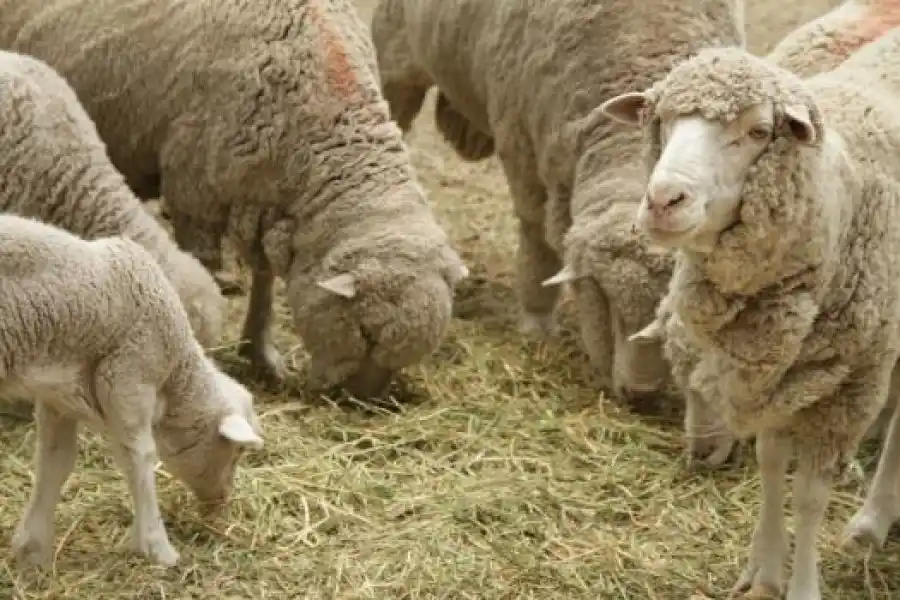 Senasa acordó los Certificados Veterinarios Internacionales con el servicio veterinario chileno