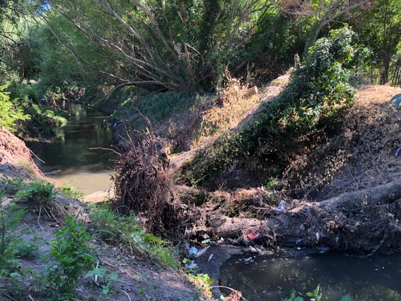Un árbol cayó en el arroyo Langueyú, frena el agua y alertaron por posibles inundaciones