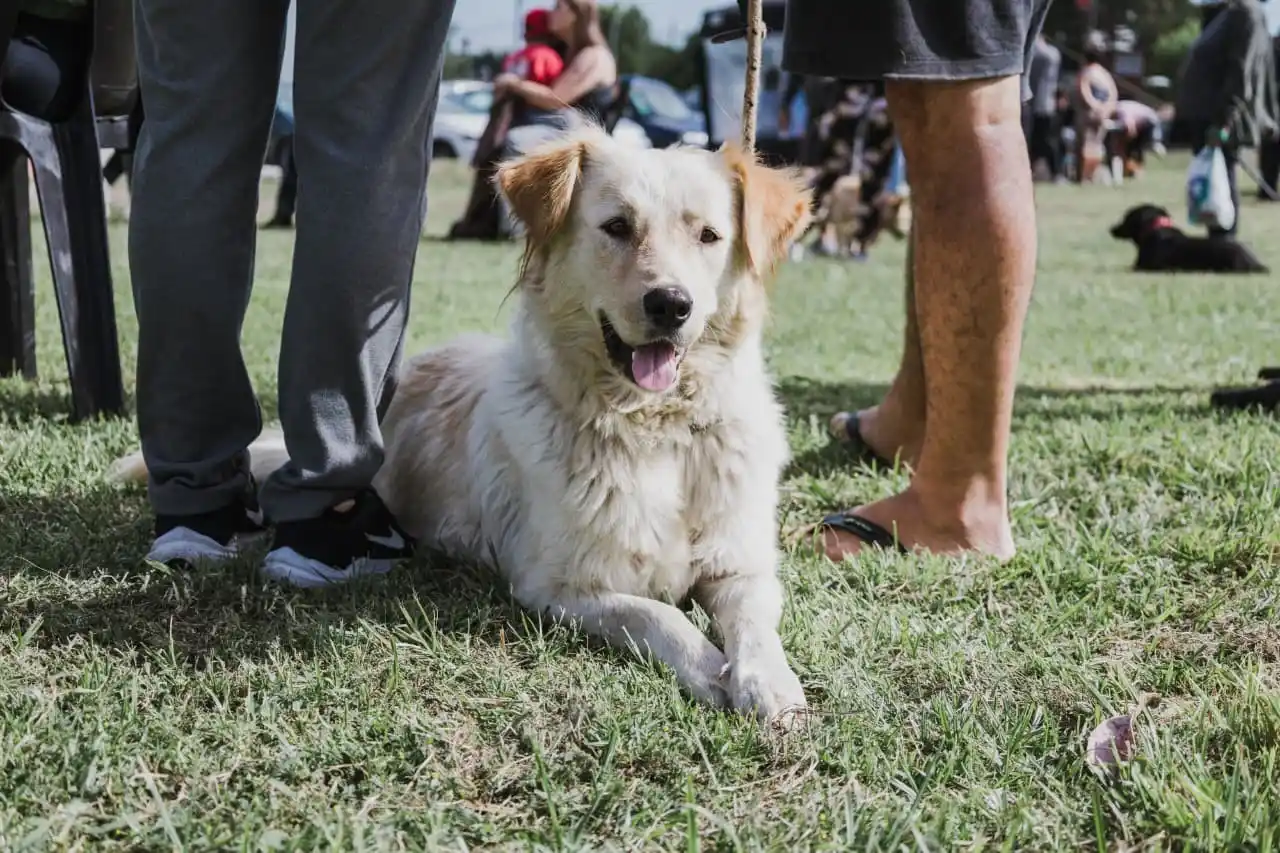 El operativo se desarrollará entre el miércoles 18 y el sábado 21 en Florencio Sánchez, Bosque de Peralta Ramos, CAPS El Boquerón y Zoonosis y Bienestar Animal.