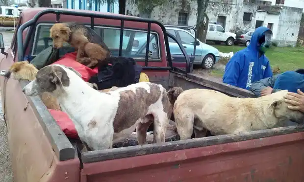 Atraparon a cazadores ilegales que llevaban 13 perros para matar