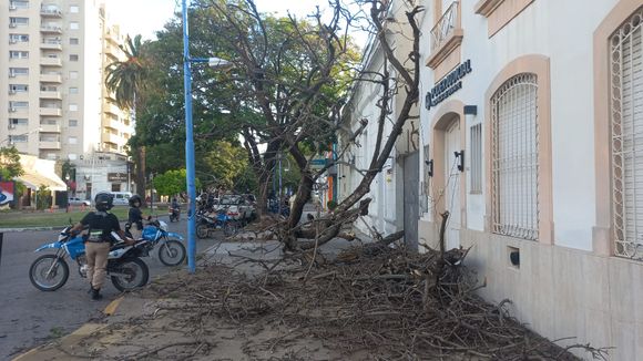 Gran susto en Bv. Lehmann: un árbol cayó a pocos centímetros de una vecina que pasaba caminando
