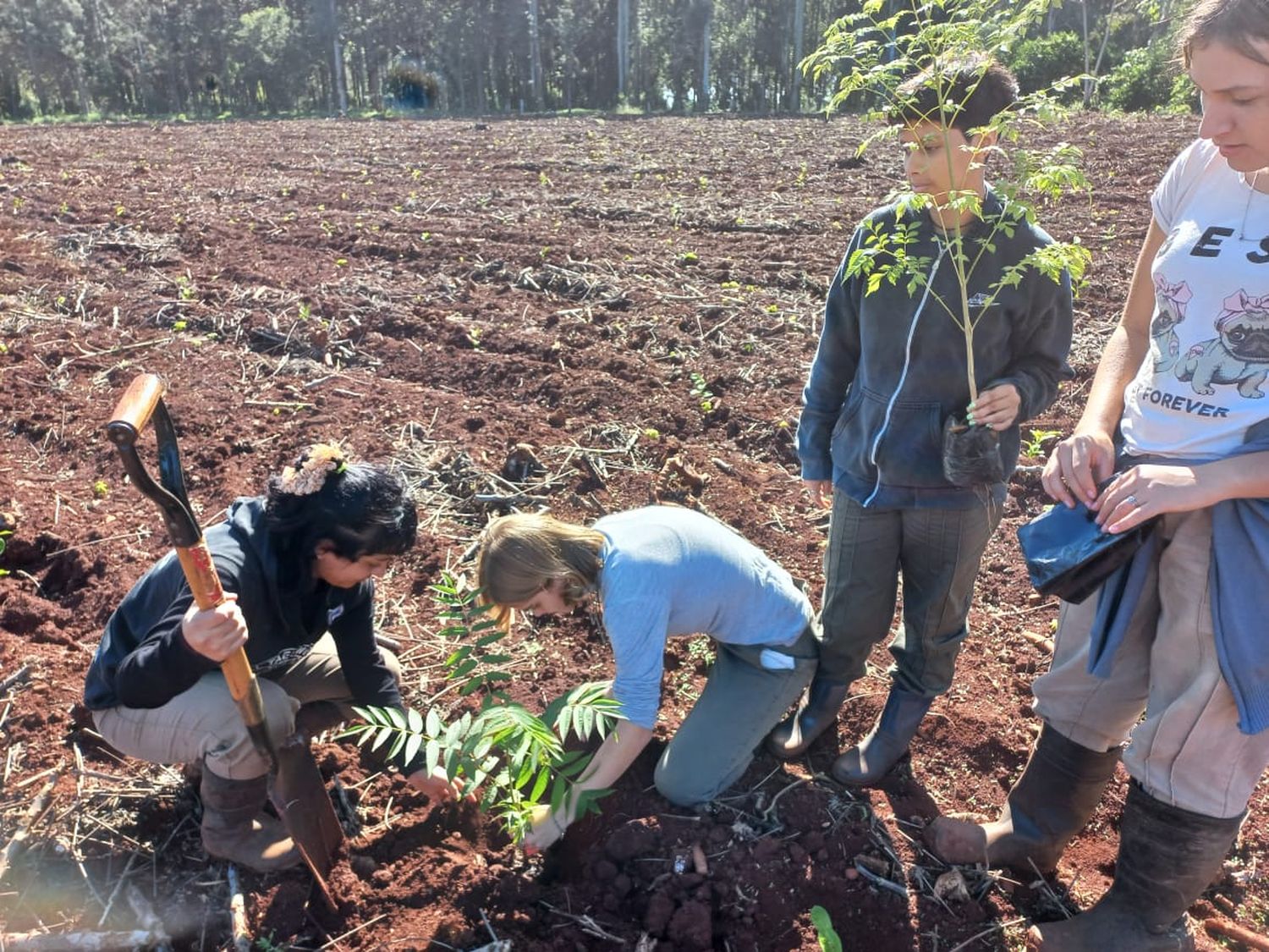 Sistematización de Suelos y Plantación de Yerba Mate