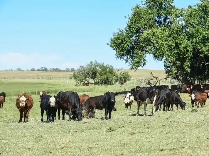 La ganadería se posiciona como una de las actividades con mejor desempeño relativo en el agro