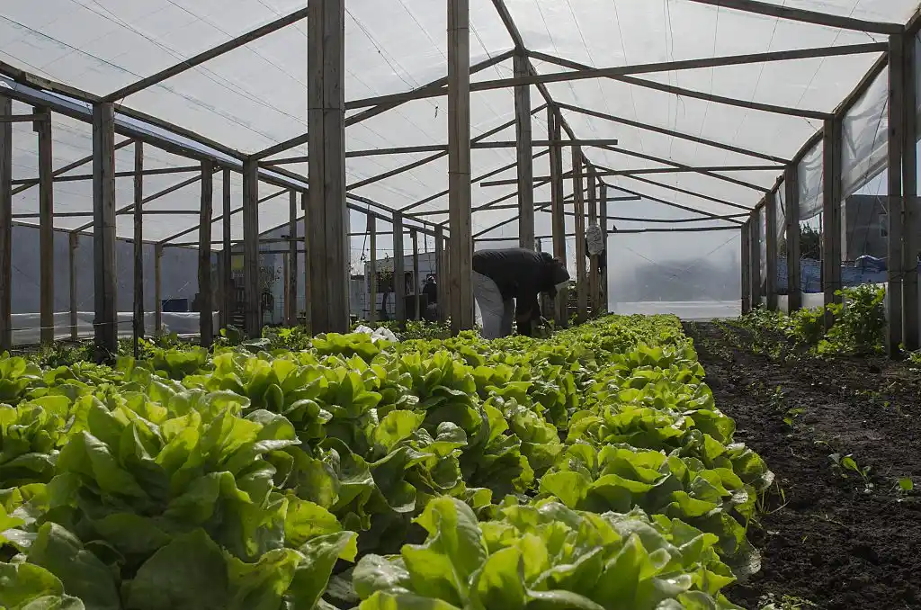 Frutos de Nuestra Tierra realizará una nueva venta al público de verdura agroecológica