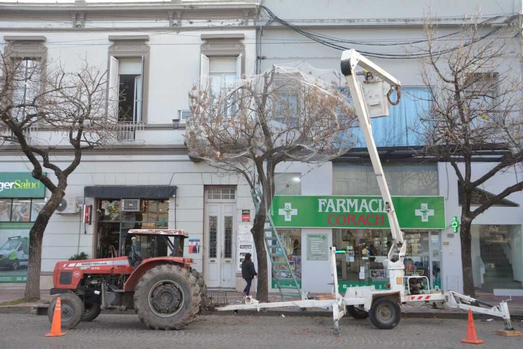 Un árbol del centro amaneció con red para controlar la presencia de aves