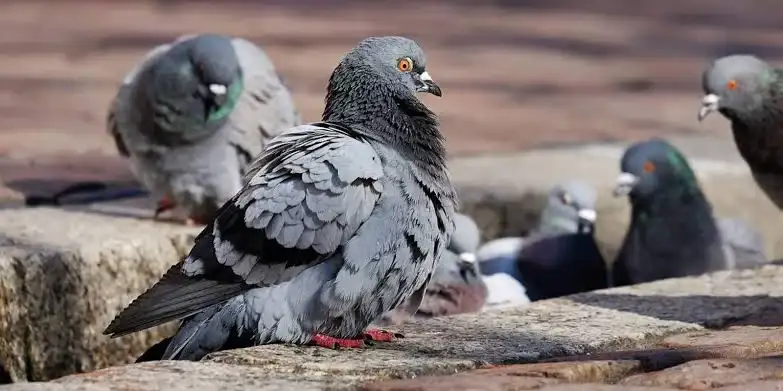 El problema de las aves en la ciudad