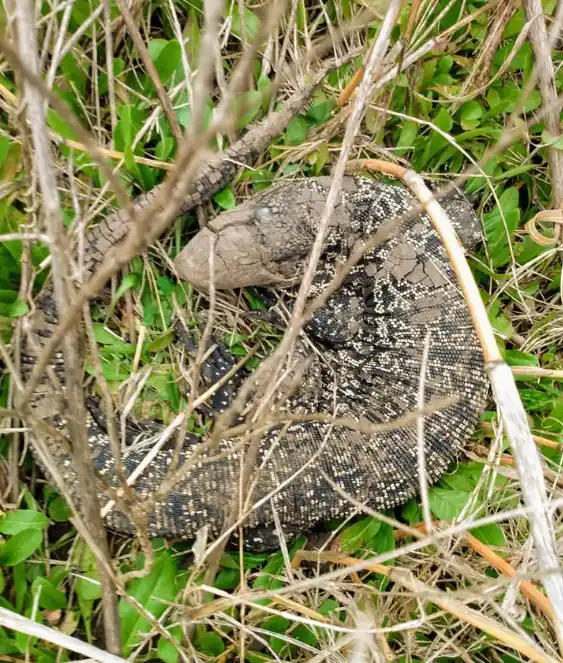La Matanza: Descubren lagarto overo en predio que quieren que sea Reserva Natural