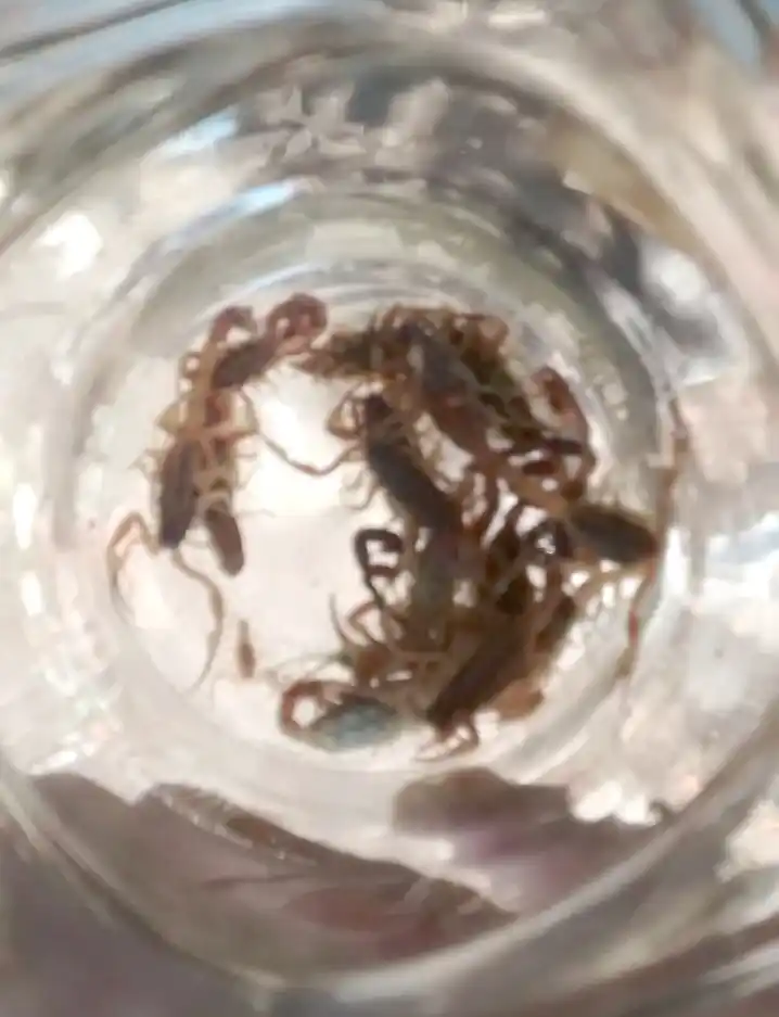 Encontró 38 alacranes entre los escombros de su patio