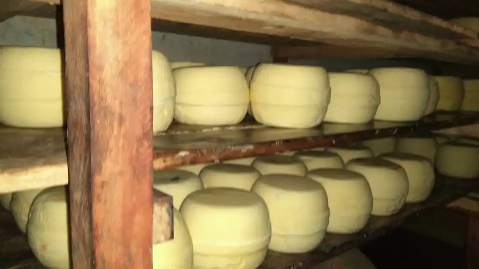 Confirman primer brote de listeriosis en Argentina vinculado a queso criollo
