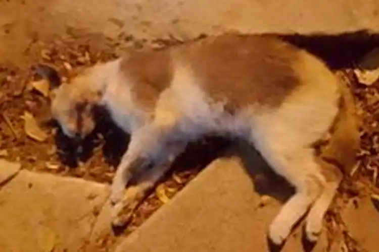 Barrio Paraná: Vuelve la preocupación “nenas con perros” que atacan a mascotas