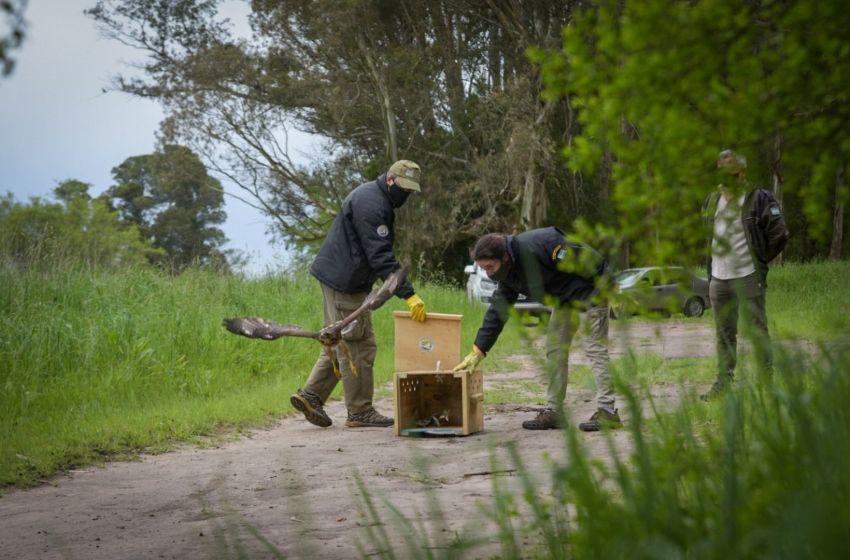 Liberaron un gavilán mixto que se encontraba en rehabilitación