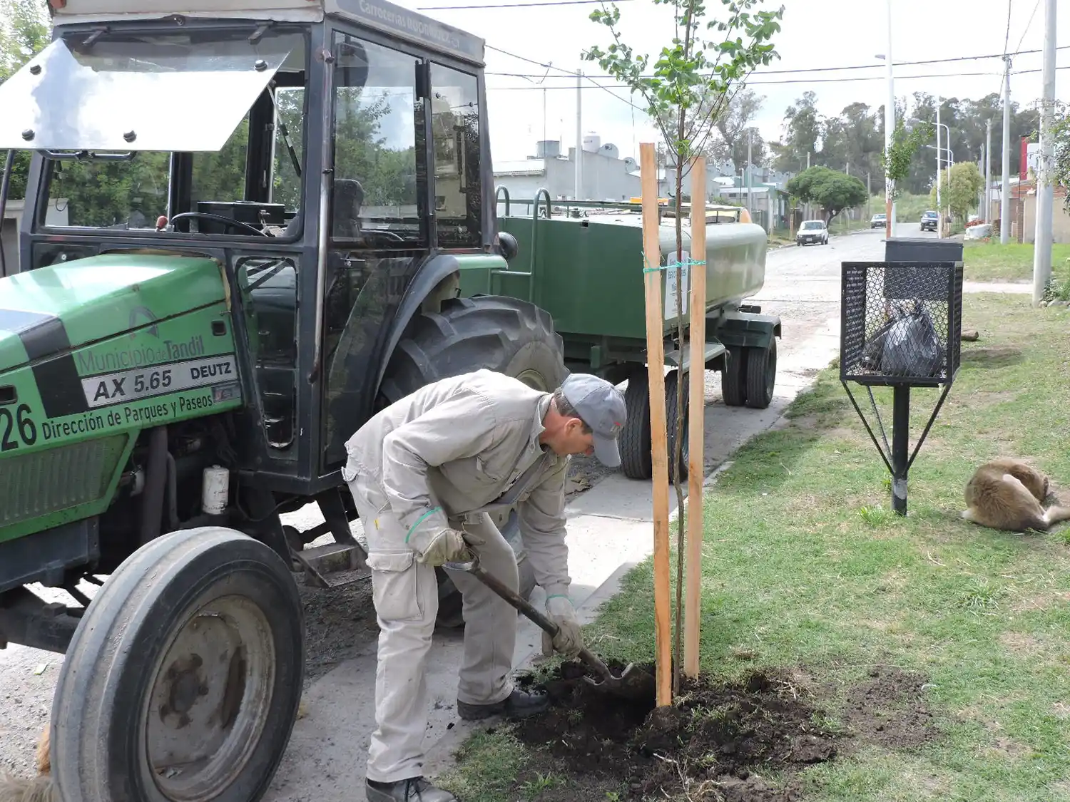 El Municipio planta más de 800 nuevos árboles  en La Movediza y avanza con la forestación 