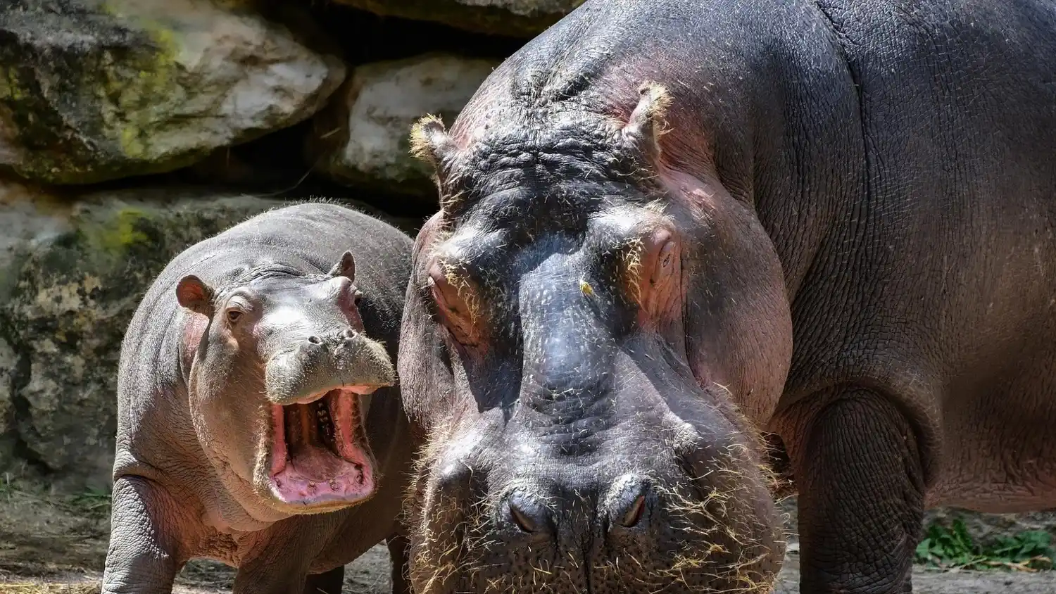 Hipopótamos de Pablo Escobar caminan por la autopista Medellín – Bogotá (+ Video)