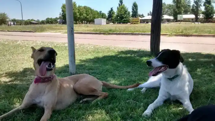 En 2014 se vacunaron y desparasitaron más de 1400 perros y gatos