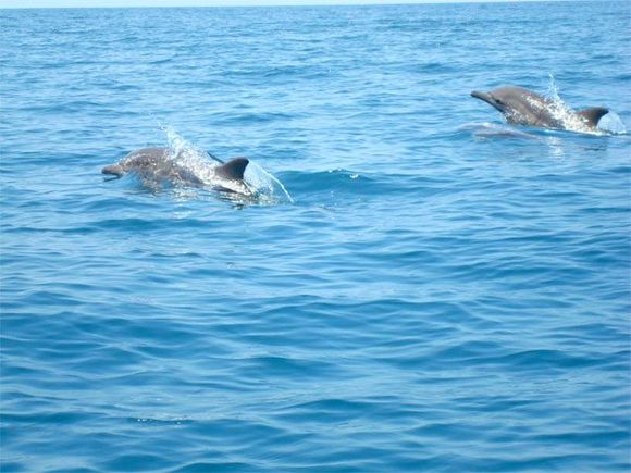 ¡ESPECTÁCULO EN ANZOÁTEGUI! Familia de delfines avistada en las costas (+VIDEO)