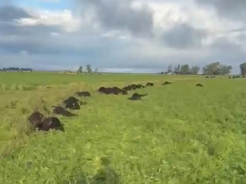 Una centella mató 33 terneros en un campo bonaerense y generó pérdidas por más de 40 millones de pesos